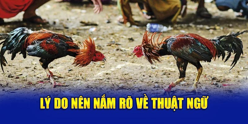 Sao phải thuộc các thuật ngữ đá gà? Sao phải thuộc các thuật ngữ đá gà?
